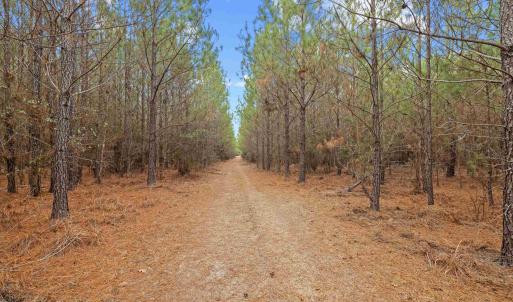 Photo #10 of TBD 183 Acres Blakely Rd., Salters, SC 183.0 acres