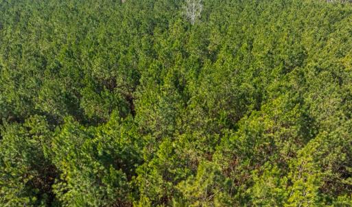 Photo #39 of TBD 183 Acres Blakely Rd., Salters, SC 183.0 acres