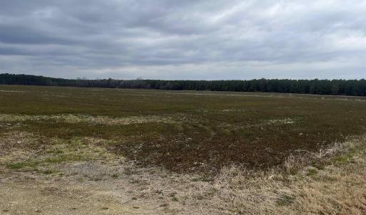 Photo #3 of Centerville Rd., Latta, SC 267.3 acres