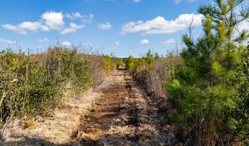Photo #15 of 100 Acres Fifteen Mile Bay Rd., Nichols, SC 100.0 acres