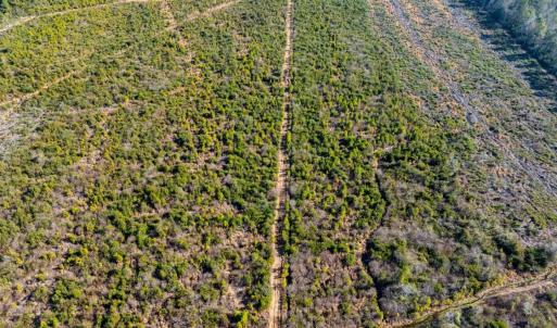 Photo #16 of 100 Acres Fifteen Mile Bay Rd., Nichols, SC 100.0 acres