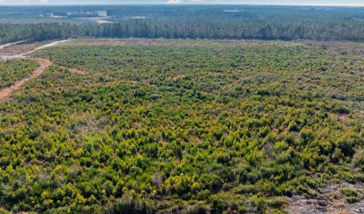 Photo #13 of 100 Acres Fifteen Mile Bay Rd., Nichols, SC 100.0 acres