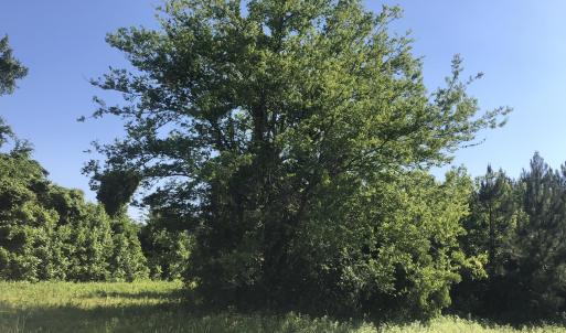 Photo #17 of TBD Vantage Ln, Moncks Corner, SC 79.0 acres