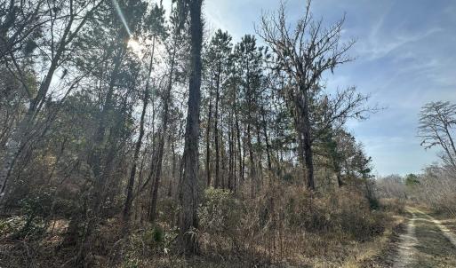 Photo #37 of TBD Hunters Chapel Rd, Ehrhardt, SC 736.0 acres