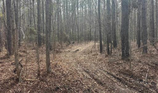 Photo #25 of TBD Hunters Chapel Rd, Ehrhardt, SC 736.0 acres