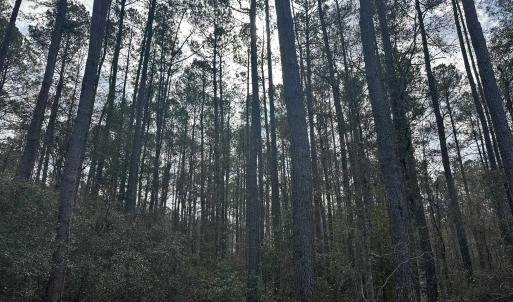 Photo #26 of TBD Hunters Chapel Rd, Ehrhardt, SC 736.0 acres