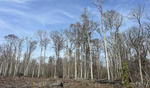 Photo #41 of TBD Hunters Chapel Rd, Ehrhardt, SC 736.0 acres