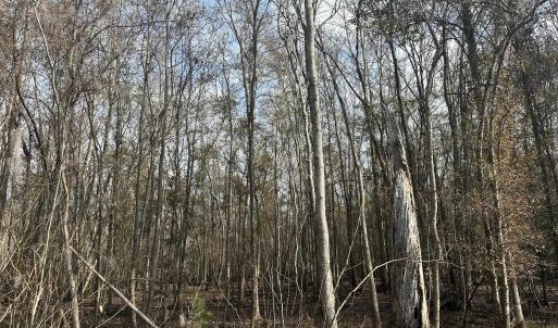 Photo #24 of TBD Hunters Chapel Rd, Ehrhardt, SC 736.0 acres