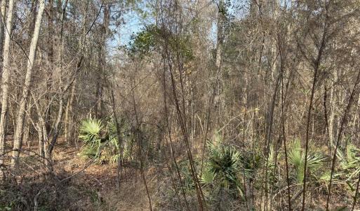 Photo #52 of TBD Hunters Chapel Rd, Ehrhardt, SC 736.0 acres
