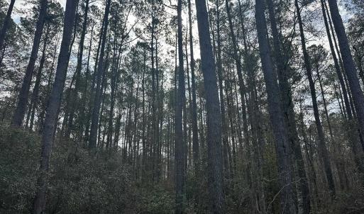 Photo #24 of TBD Hunters Chapel Rd, Ehrhardt, SC 736.0 acres