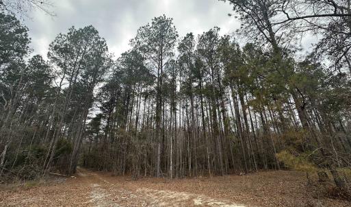 Photo #18 of TBD Hunters Chapel Rd, Ehrhardt, SC 736.0 acres