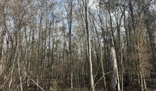 Photo #29 of TBD Hunters Chapel Rd, Ehrhardt, SC 736.0 acres