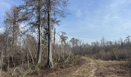 Photo #48 of TBD Hunters Chapel Rd, Ehrhardt, SC 736.0 acres