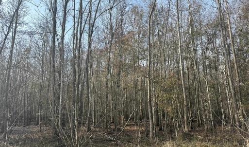 Photo #32 of TBD Hunters Chapel Rd, Ehrhardt, SC 736.0 acres