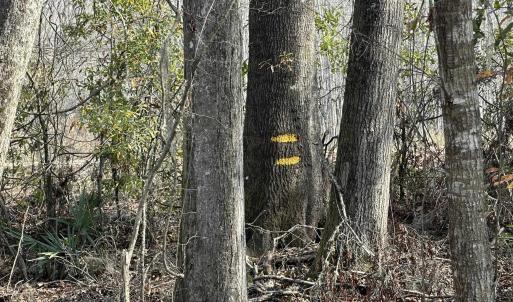 Photo #33 of TBD Hunters Chapel Rd, Ehrhardt, SC 736.0 acres