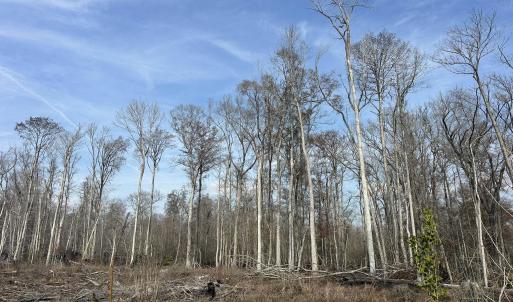 Photo #47 of TBD Hunters Chapel Rd, Ehrhardt, SC 736.0 acres