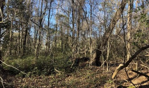 Photo #4 of 2135 Highway 646, Green Sea, SC 10.7 acres