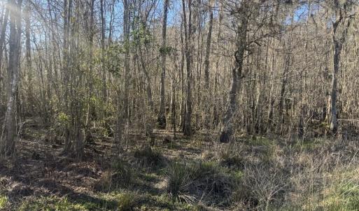 Photo #6 of 2135 Highway 646, Green Sea, SC 10.7 acres