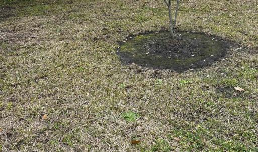 Photo #5 of 325 Kauffman St., Georgetown, SC 0.3 acres