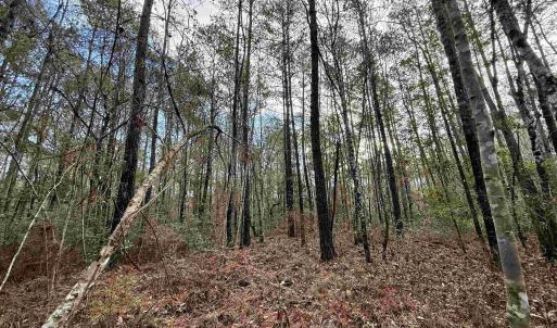 Photo #21 of Tract D - TBD Pennyroyal Rd., Georgetown, SC 5.3 acres