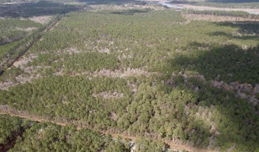 Photo #7 of Tract D - TBD Pennyroyal Rd., Georgetown, SC 5.3 acres