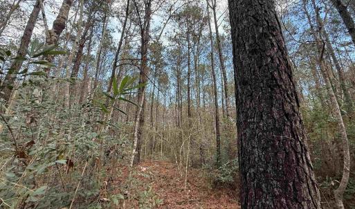 Photo #22 of Tract D - TBD Pennyroyal Rd., Georgetown, SC 5.3 acres