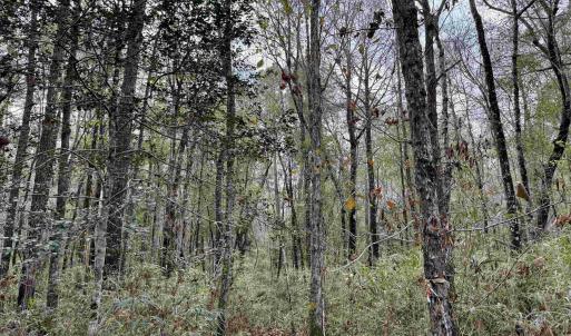 Photo #19 of Tract D - TBD Pennyroyal Rd., Georgetown, SC 5.3 acres