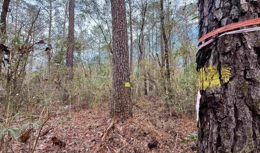 Photo #20 of Tract D - TBD Pennyroyal Rd., Georgetown, SC 5.3 acres