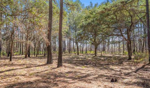 Photo #13 of 2630 Vanderbilt Blvd., Pawleys Island, SC 3.2 acres