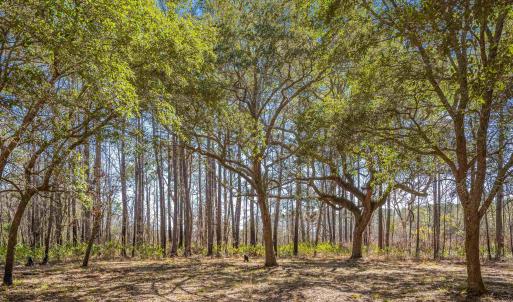 Photo #6 of 2630 Vanderbilt Blvd., Pawleys Island, SC 3.2 acres