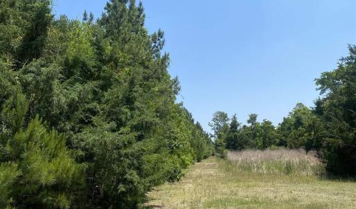 Photo #14 of TBD Water Tower Rd., Longs, SC 167.1 acres