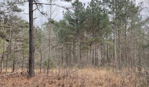 Photo #2 of TBD Rocky Ford Rd., Salters, SC 120.0 acres