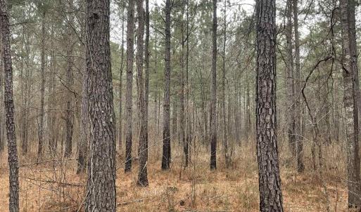 Photo #3 of TBD Rocky Ford Rd., Salters, SC 120.0 acres