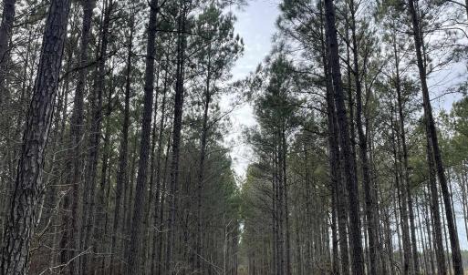 Photo #4 of TBD Rocky Ford Rd., Salters, SC 120.0 acres
