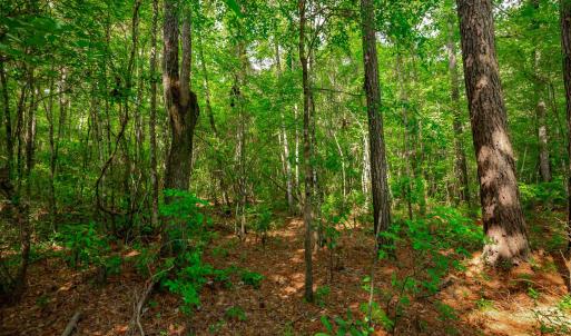 Photo #14 of Sand Plant Rd., Nichols, SC 66.0 acres