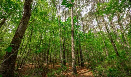 Photo #15 of Sand Plant Rd., Nichols, SC 66.0 acres