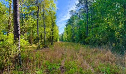Photo #10 of 9985 Highway 17 North, McClellanville, SC 4.7 acres