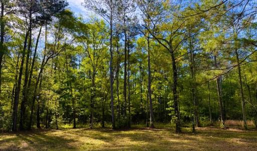 Photo #27 of 9985 Highway 17 North, McClellanville, SC 4.7 acres