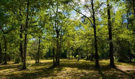 Photo #28 of 9985 Highway 17 North, McClellanville, SC 4.7 acres