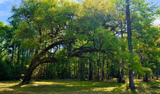 Photo #3 of 9985 Highway 17 North, McClellanville, SC 4.7 acres