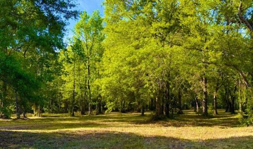 Photo #2 of 9985 Highway 17 North, McClellanville, SC 4.7 acres