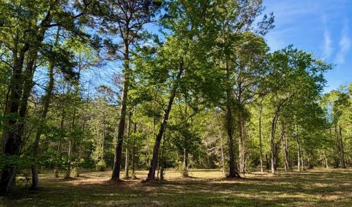 Photo #11 of 9985 Highway 17 North, McClellanville, SC 4.7 acres