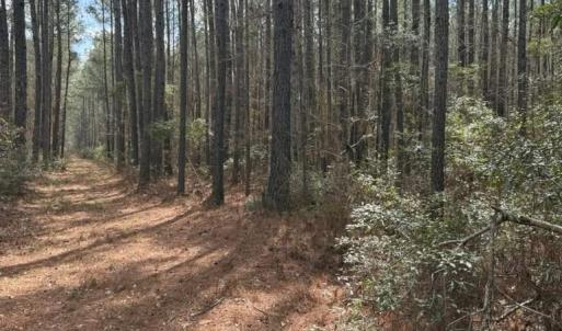 Photo #5 of School Bus Rd, Jamestown, SC 29.5 acres