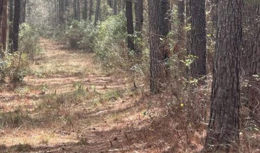 Photo #6 of School Bus Rd, Jamestown, SC 29.5 acres
