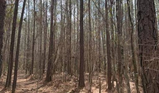 Photo #8 of School Bus Rd, Jamestown, SC 29.5 acres