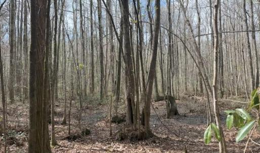 Photo #7 of School Bus Rd, Jamestown, SC 29.5 acres