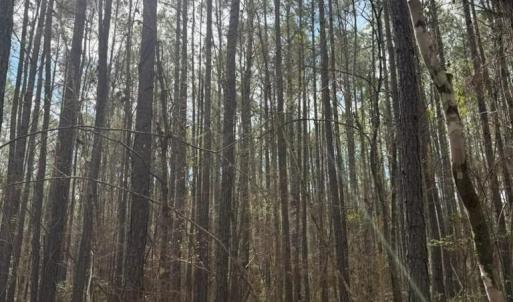 Photo #10 of School Bus Rd, Jamestown, SC 29.5 acres