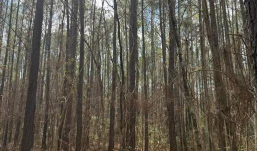 Photo #9 of School Bus Rd, Jamestown, SC 29.5 acres