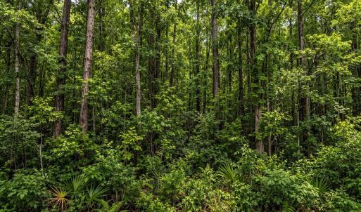 Photo #1 of Robert Pl, Mullins, SC 0.2 acres