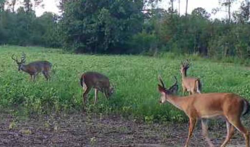 Photo #4 of TBD Muddy Creek Rd., Johnsonville, SC 86.5 acres